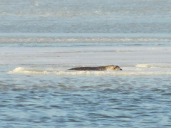 Phoca vitulina vitulina