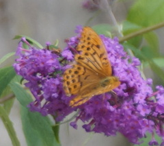Argynnis paphia