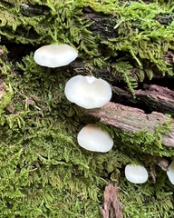 Crepidotus applanatus