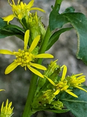 Solidago macrophylla