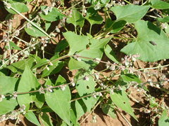 Fallopia convolvulus