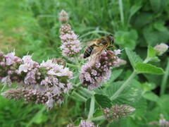 Eristalis pertinax