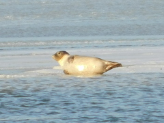 Phoca vitulina vitulina