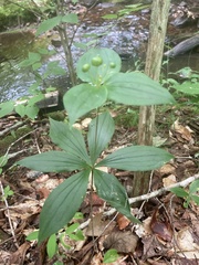 Medeola virginiana