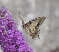Papilio machaon