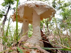Amanita cokeri