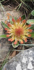 Protea roupelliae roupelliae