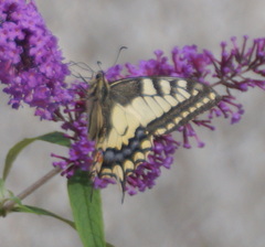 Papilio machaon