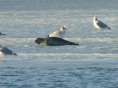 Phoca vitulina vitulina