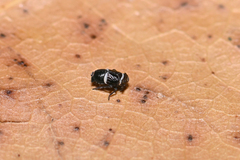 Criomorphus albomarginatus