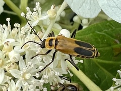 Chauliognathus pensylvanicus