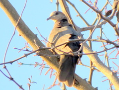 Streptopelia semitorquata