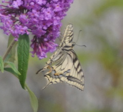 Papilio machaon