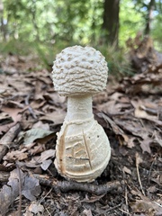 Amanita cokeri