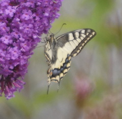 Papilio machaon