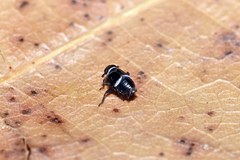 Criomorphus albomarginatus