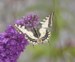 Papilio machaon