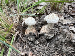 Amanita cokeri