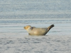 Phoca vitulina vitulina