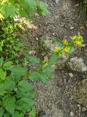 Solidago macrophylla