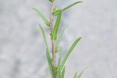 Madia glomerata