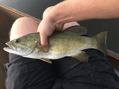 Micropterus dolomieu