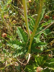 Potentilla