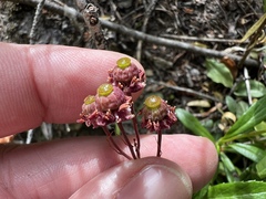 Chimaphila umbellata