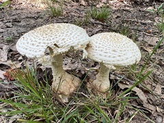 Amanita cokeri