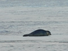 Phoca vitulina vitulina