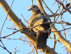Streptopelia semitorquata