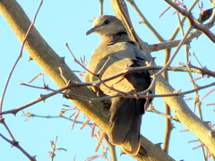 Streptopelia semitorquata