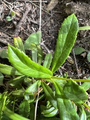 Chimaphila umbellata