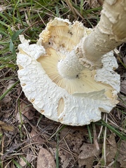 Amanita cokeri