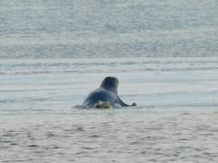 Phoca vitulina vitulina