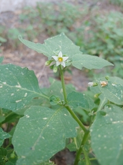 Solanum nigrum
