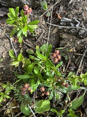 Chimaphila umbellata