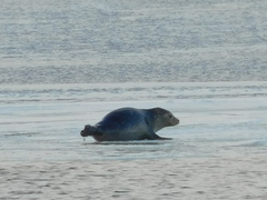 Phoca vitulina vitulina