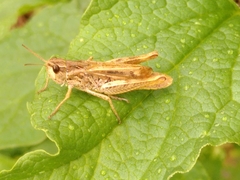 Chorthippus apricarius