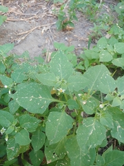 Solanum nigrum