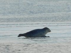 Phoca vitulina vitulina