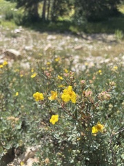 Dasiphora fruticosa