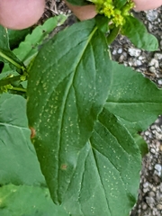 Solidago macrophylla