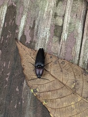 Parallelostethus attenuatus