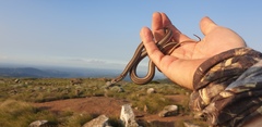 Psammophis crucifer