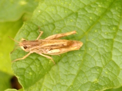 Chorthippus apricarius