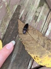 Parallelostethus attenuatus
