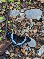 Limenitis arthemis arthemis