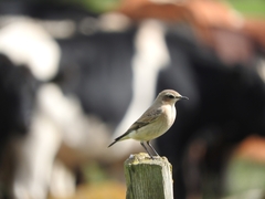 Oenanthe oenanthe