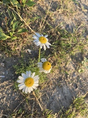 Tripleurospermum maritimum
